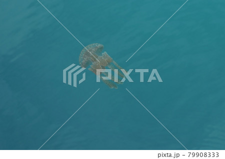 沖縄のクラゲ 沖縄のクラゲ 79908333