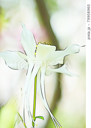 パステル調 真っ白なオダマキの花 イラストイメージのイラスト素材