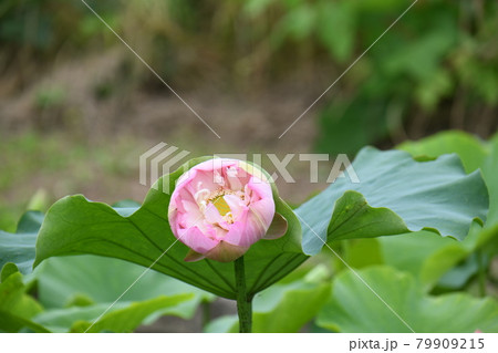 蓮の花（賽仏座） 79909215