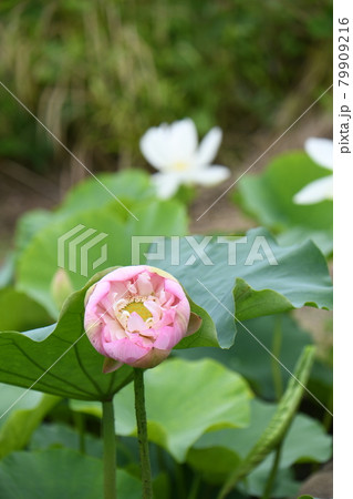 蓮の花（賽仏座） 79909216