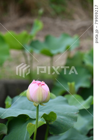 蓮の花（賽仏座） 79909217