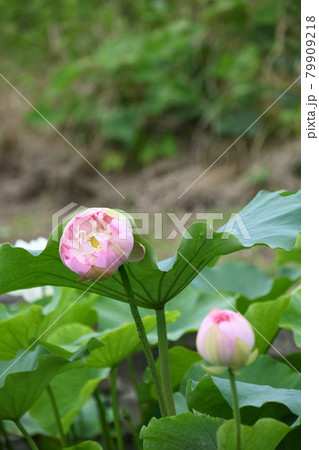 蓮の花（賽仏座）の写真素材 [79909218] - PIXTA