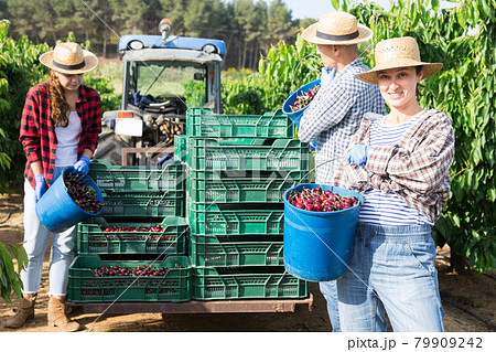 Middle aged woman picking cherries in fruit garden Middle aged woman picking cherries in fruit garden 79909242