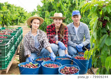 Portrait of three positive hardworking farmers with cherries collected in buckets and crates 79909244