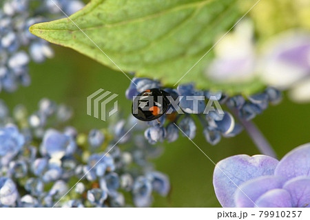 てんとう虫と紫陽花の花の写真素材 てんとう虫と紫陽花の花の写真素材