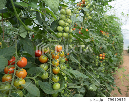 ミニトマト畑 ミニトマト畑 79910956