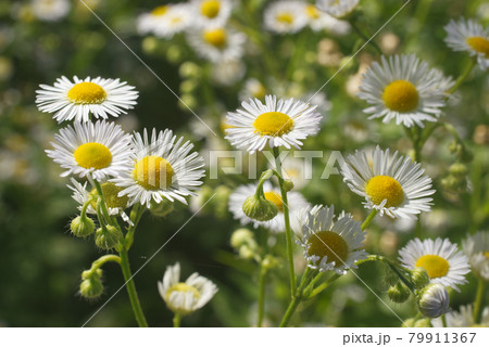 Bellis perennis, the common daisy, is a plant of the family Asteraceae. Small white blossoms with yellow center. Sometimes known also as lawn daisy, English daisy, bruisewort and woundwort. 79911367