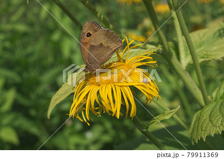 Inula helenium, elecampane also called horse-heal or elfdock, the plant species in the sunflower family Asteraceae. Meadow brown, maniola jurtina, butterfly is feasting on blooming blossom. 79911369