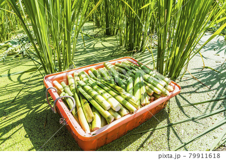 The farmer is harvesting the water bamboo(zizania latifolia) in Nantou's field, Taiwan. The farmer is harvesting the water bamboo(zizania latifolia) in Nantou's field, Taiwan. 79911618