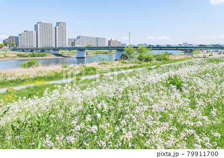 多摩川河川敷　神奈川県川崎市側から望むガス橋と東京都大田区のビル群 79911700