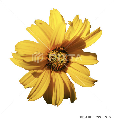 A single mountain arnica flower, close-up. Arnica is also known by the names mountain tobacco, leopard's bane and wolfsbane. Isolated on white background. A single mountain arnica flower, close-up. Arnica is also known by the names mountain tobacco, leopard's bane and wolfsbane. Isolated on white background. 79911915
