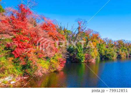 大阪府民の森 室池の紅葉 大阪府民の森 室池の紅葉 79912851