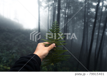Forest in the misty rainy day,ferns and trees 79915401