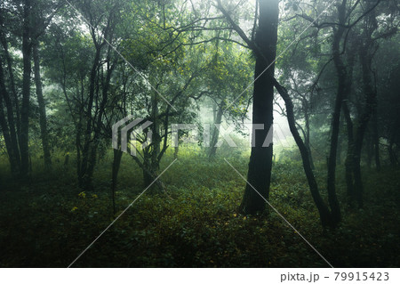 Forest in the misty rainy day,ferns and trees Forest in the misty rainy day,ferns and trees 79915423