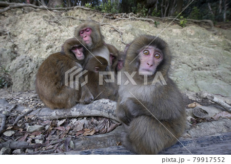 Snow Monkey 79917552