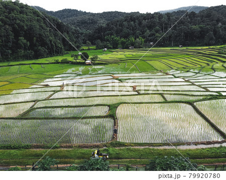 Rice fields at the beginning of cultivation 79920780