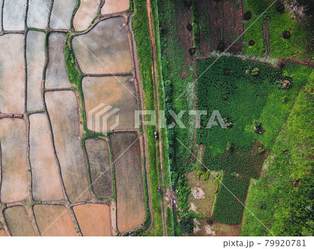 Rice fields at the beginning of cultivation 79920781