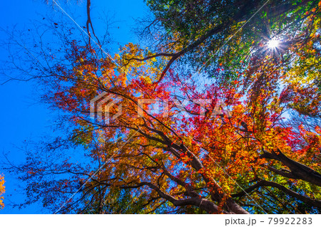 大阪府民の森 むろいけ園地の紅葉 79922283