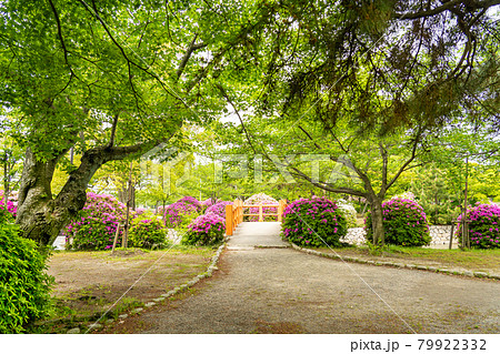 三重県桑名市 つつじの美しい九華公園の散策路 三重県桑名市 つつじの美しい九華公園の散策路 79922332