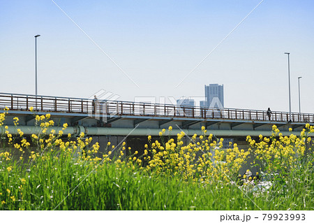 菜の花咲く多摩川河川敷とガス橋　　東京都大田区下丸子 79923993