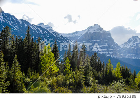 春のカナディアン・ロッキー　バンフ国立公園　アイスフィールド・パークウェイ沿いの山並み（カナダ） 79925389