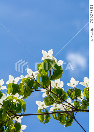 満開の白いヤマボウシの花と青空 79927301