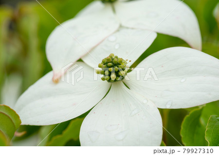 満開の白いヤマボウシの花 79927310
