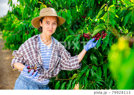 Portrait of hardworking woman farmer, picking cherries from a tree Portrait of hardworking woman farmer, picking cherries from a tree 79928113