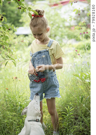 Little girl is picking cherries in the garden. Little girl is picking cherries in the garden. 79928160
