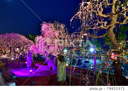 須磨の天神さま「綱敷天満宮」の梅花祭 2021年 79932371
