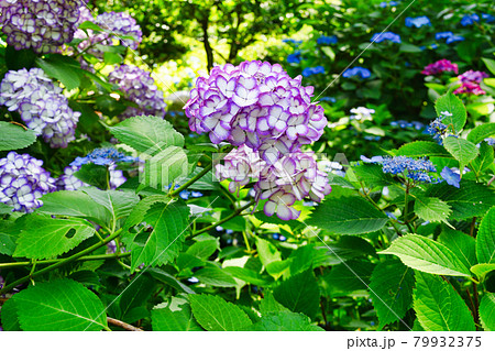鎌倉 明月院の美しいあじさい 鎌倉 明月院の美しいあじさい 79932375