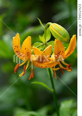 雨上がりのオレンジ色のユリ 雨上がりのオレンジ色のユリ 79932423