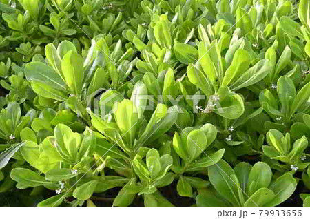 クサトベラ 奄美大島の海岸植物 クサトベラ 奄美大島の海岸植物 79933656