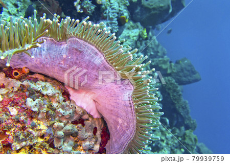 Magnificent Sea anemone, Ritteri anemone, Lembeh, North Sulawesi, Indonesia 79939759