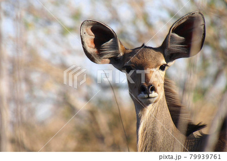 Kudu, Chobe National Park, Botswana Kudu, Chobe National Park, Botswana 79939761
