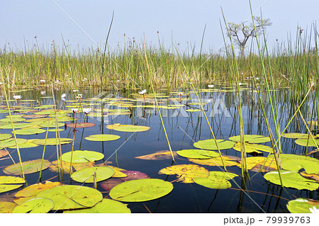 Okavango Wetlands, Okavango Delta, Botswana Okavango Wetlands, Okavango Delta, Botswana 79939763