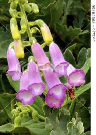 Purple Foxglove, Sierra de Guadarrama National Park, Spain . 79939766