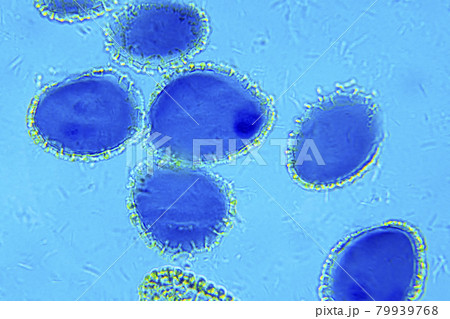 Lillium anther under Optical Microscope 79939768