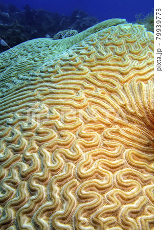 Brain Coral, Caribbean Sea, Playa Giron, Cuba 79939773