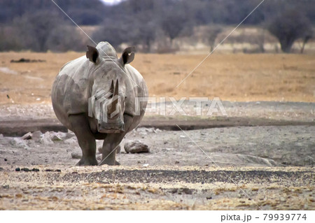 White Rhinoceros, Khama Rhino Sanctuary, Botswana 79939774