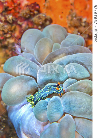 Sea Slug, Lembeh, North Sulawesi, Indonesia Sea Slug, Lembeh, North Sulawesi, Indonesia 79939776