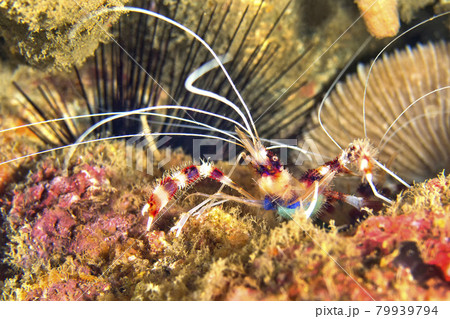 Banded Coral Shrimp, Boxer Shrimp, Lembeh, North Sulawesi, Indonesia 79939794