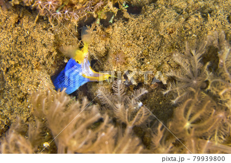 Ribbon Eel, Lembeh, North Sulawesi, Indonesia Ribbon Eel, Lembeh, North Sulawesi, Indonesia 79939800