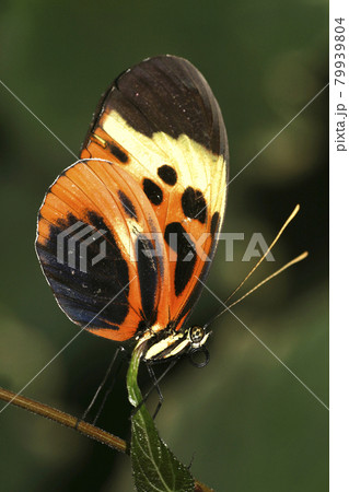 Tropical Butterfly, Napo River Basin, Amazonia, Ecuador 79939804