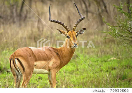 Impala, Kruger National Park, South Africa Impala, Kruger National Park, South Africa 79939806