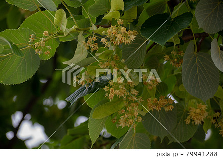 オオバボダイジュの花 79941288