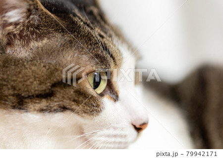 見つめる猫 キジトラ猫 見つめる猫 キジトラ猫 79942171
