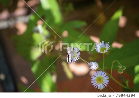 蜜を吸うシジミチョウ 79944294