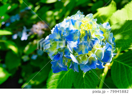 鎌倉 明月院の美しいあじさい 79945882