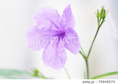 紫の可憐な花 オールドレンズの写真素材